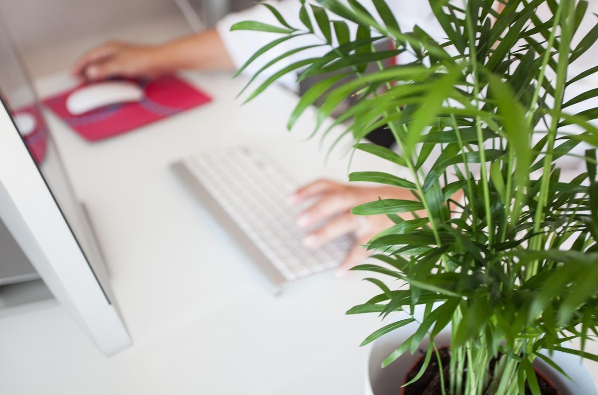 A focused shot of a plant with a person in the background using the computer